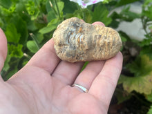 Load image into Gallery viewer, Calymene trilobite
