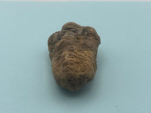 Load image into Gallery viewer, Calymene trilobite
