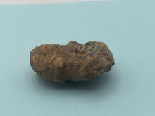 Load image into Gallery viewer, Calymene trilobite
