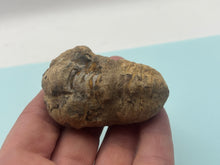 Load image into Gallery viewer, Calymene trilobite
