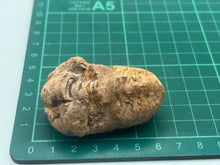 Load image into Gallery viewer, Calymene trilobite
