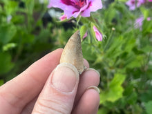 Load image into Gallery viewer, Mosasaur tooth
