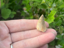 Load image into Gallery viewer, Mosasaur tooth
