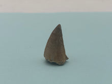 Load image into Gallery viewer, Mosasaur tooth

