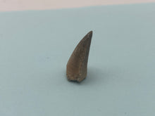 Load image into Gallery viewer, Mosasaur tooth
