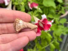 Load image into Gallery viewer, Onchosaurus Rostral spine
