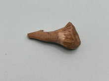 Load image into Gallery viewer, Onchosaurus Rostral spine
