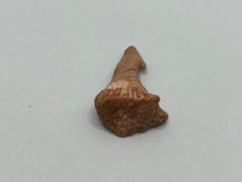 Load image into Gallery viewer, Onchosaurus Rostral spine
