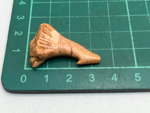 Load image into Gallery viewer, Onchosaurus Rostral spine
