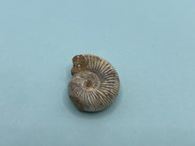 Load image into Gallery viewer, Perisphinctes ammonite
