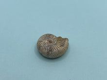 Load image into Gallery viewer, Perisphinctes ammonite
