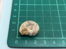 Load image into Gallery viewer, Perisphinctes ammonite
