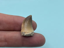 Load image into Gallery viewer, Mosasaur tooth
