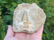 Load image into Gallery viewer, Otodus tooth on rock
