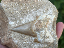 Load image into Gallery viewer, Otodus tooth on rock
