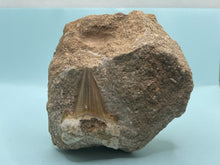 Load image into Gallery viewer, Otodus tooth on rock
