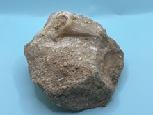 Load image into Gallery viewer, Otodus tooth on rock
