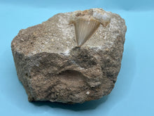 Load image into Gallery viewer, Otodus tooth on rock
