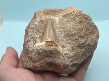 Load image into Gallery viewer, Otodus tooth on rock
