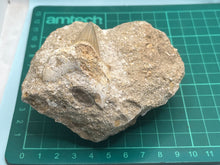 Load image into Gallery viewer, Otodus tooth on rock
