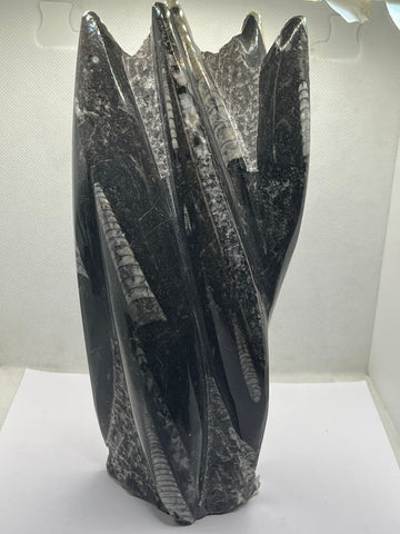 Orthoceras