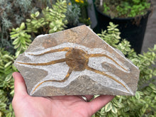 Load image into Gallery viewer, Brittle starfish Ophuroides
