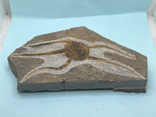 Load image into Gallery viewer, Brittle starfish Ophuroides
