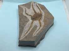 Load image into Gallery viewer, Brittle starfish Ophuroides
