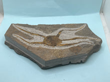 Load image into Gallery viewer, Brittle starfish Ophuroides
