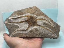 Load image into Gallery viewer, Brittle starfish Ophuroides
