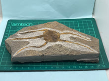 Load image into Gallery viewer, Brittle starfish Ophuroides
