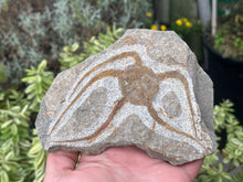 Load image into Gallery viewer, Brittle starfish Ophuroides
