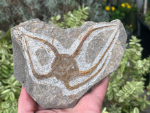Load image into Gallery viewer, Brittle starfish Ophuroides
