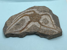 Load image into Gallery viewer, Brittle starfish Ophuroides
