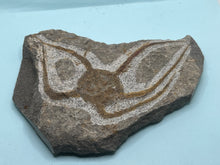 Load image into Gallery viewer, Brittle starfish Ophuroides
