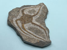 Load image into Gallery viewer, Brittle starfish Ophuroides
