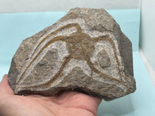 Load image into Gallery viewer, Brittle starfish Ophuroides
