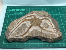 Load image into Gallery viewer, Brittle starfish Ophuroides
