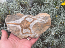 Load image into Gallery viewer, Brittle starfish Ophuroides
