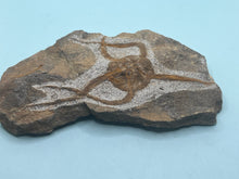 Load image into Gallery viewer, Brittle starfish Ophuroides

