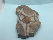 Load image into Gallery viewer, Brittle starfish Ophuroides
