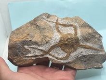 Load image into Gallery viewer, Brittle starfish Ophuroides
