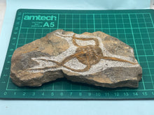 Load image into Gallery viewer, Brittle starfish Ophuroides
