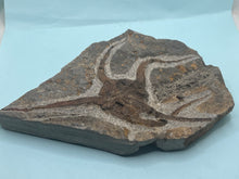 Load image into Gallery viewer, Brittle starfish Ophuroides
