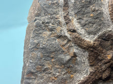 Load image into Gallery viewer, Brittle starfish Ophuroides
