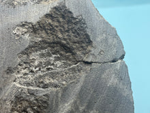 Load image into Gallery viewer, Brittle starfish Ophuroides
