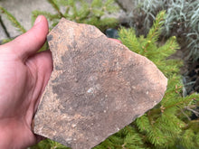 Load image into Gallery viewer, Trilobite trackways (cruziana)
