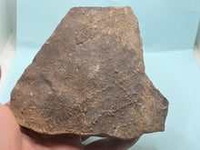 Load image into Gallery viewer, Trilobite trackways (cruziana)

