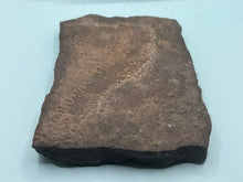 Load image into Gallery viewer, Trilobite trackways (cruziana)
