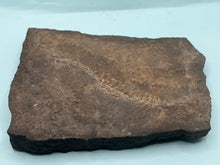 Load image into Gallery viewer, Trilobite trackways (cruziana)
